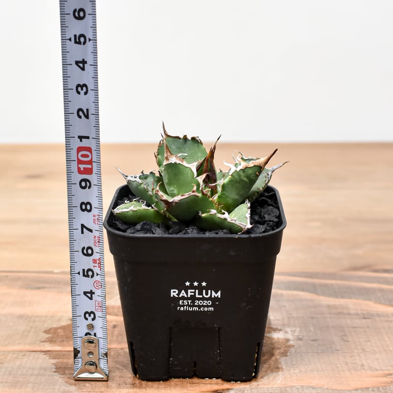 1786 アガベ UFO 台湾輸入仔株 オテロイ agave titanota 1786 アガベ UFO 台湾輸入仔株 オテロイ agave titanota - メルカリ