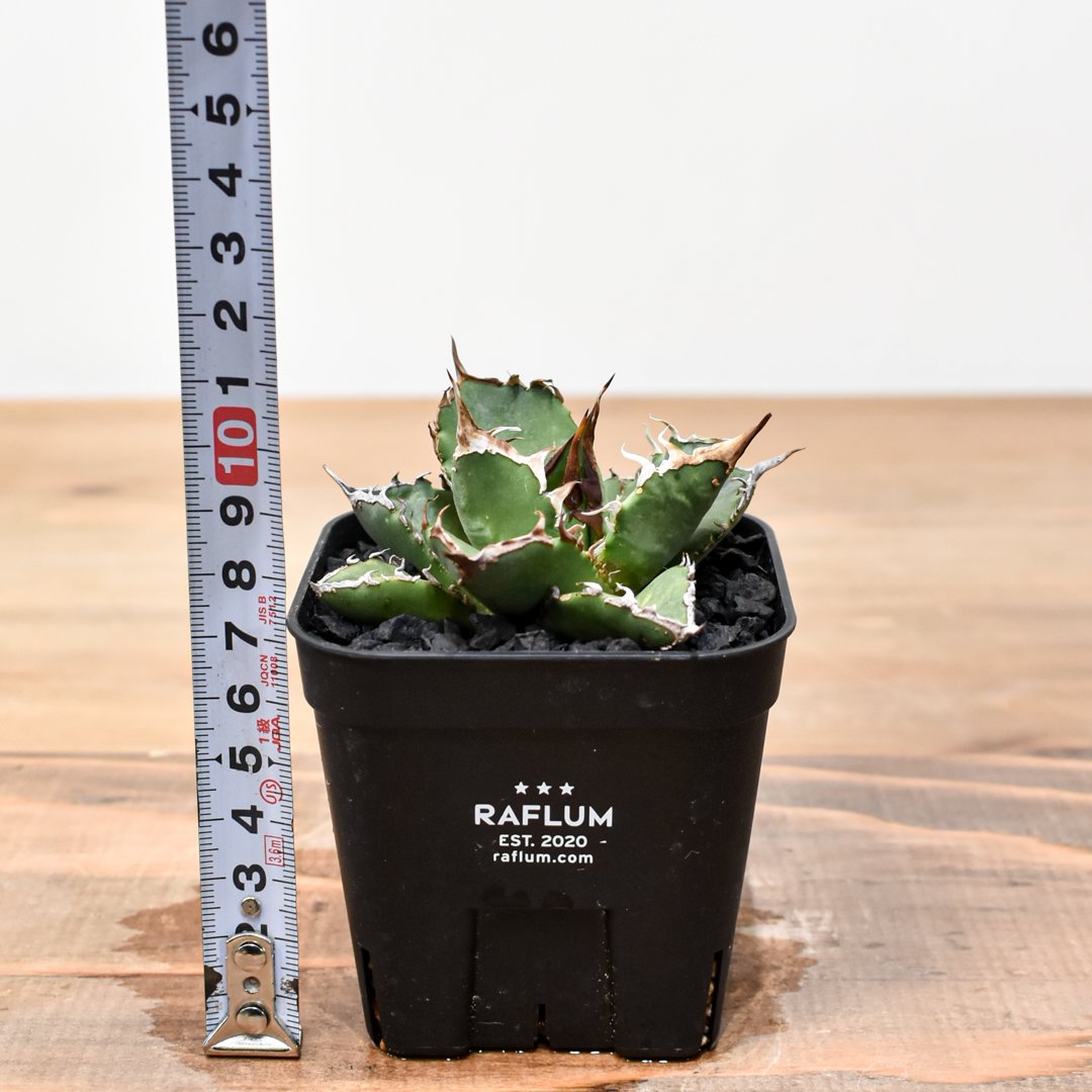 アガベ チタノタ ゼウス 