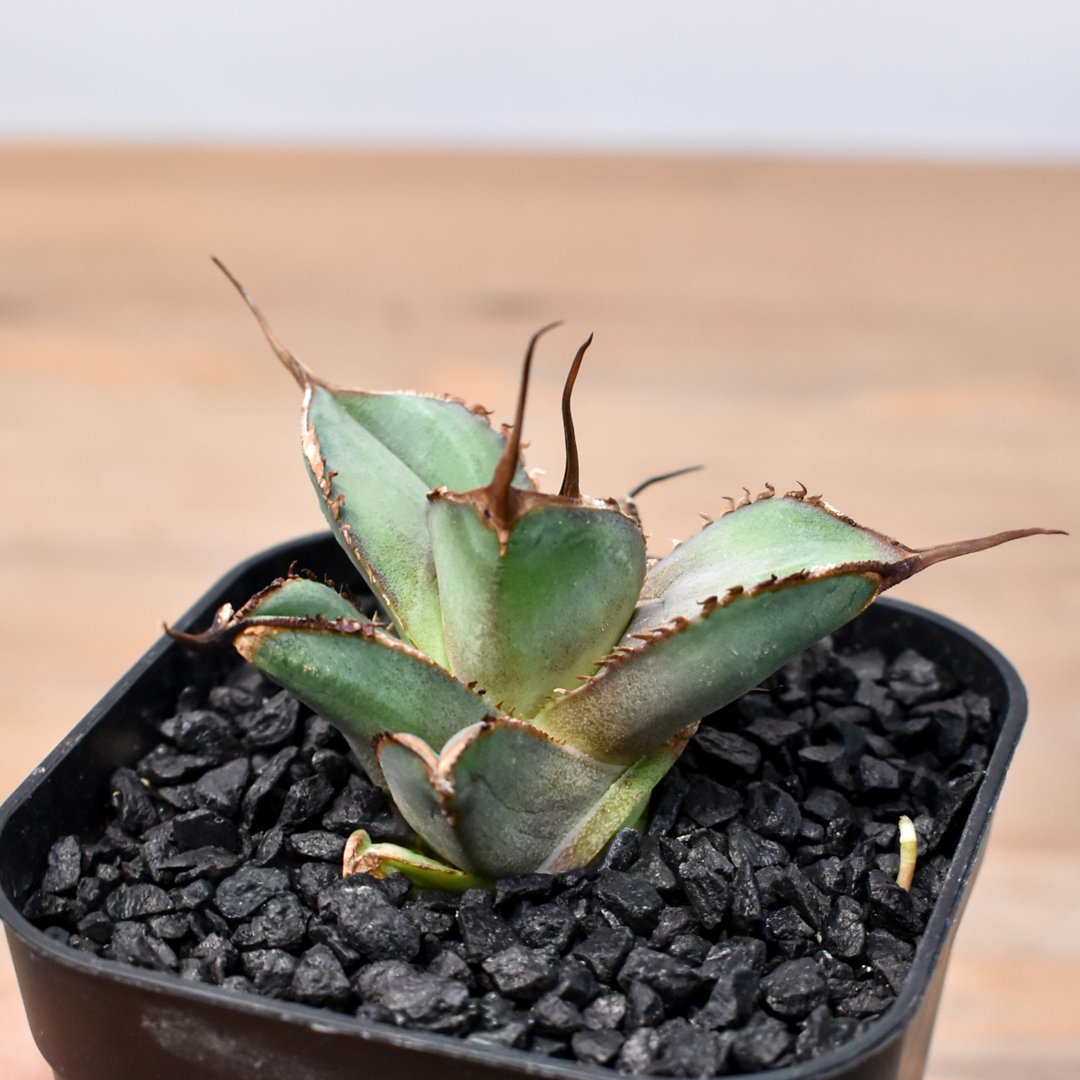 希少株】アガベ チタノタ 