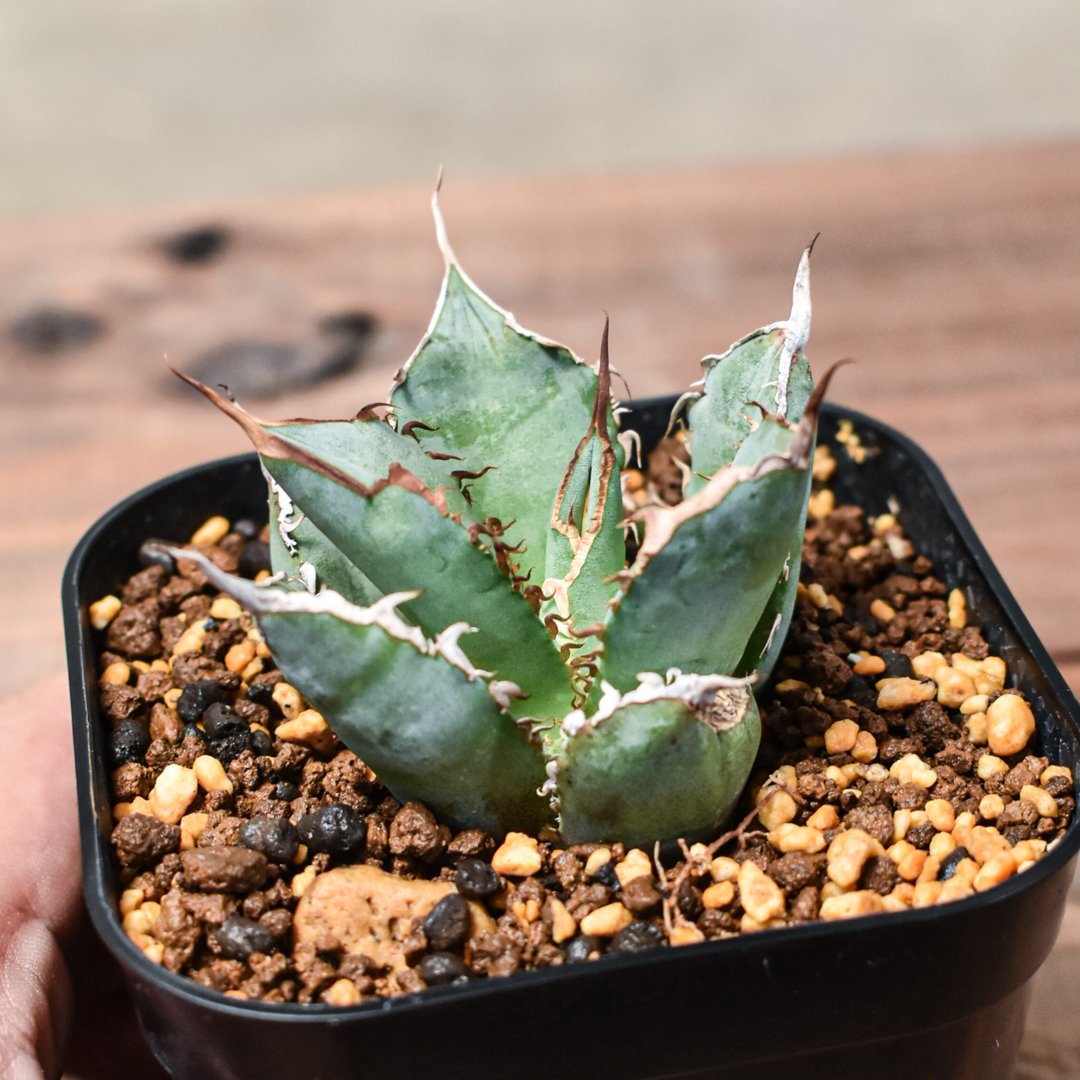 アガベ チタノタ 