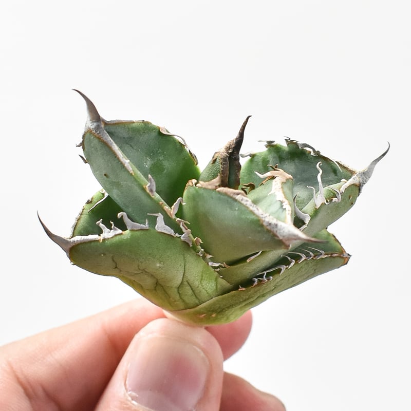 アガベ チタノタ DENNIS018 【台湾DENNIS産/抜き苗/子株】DN24028