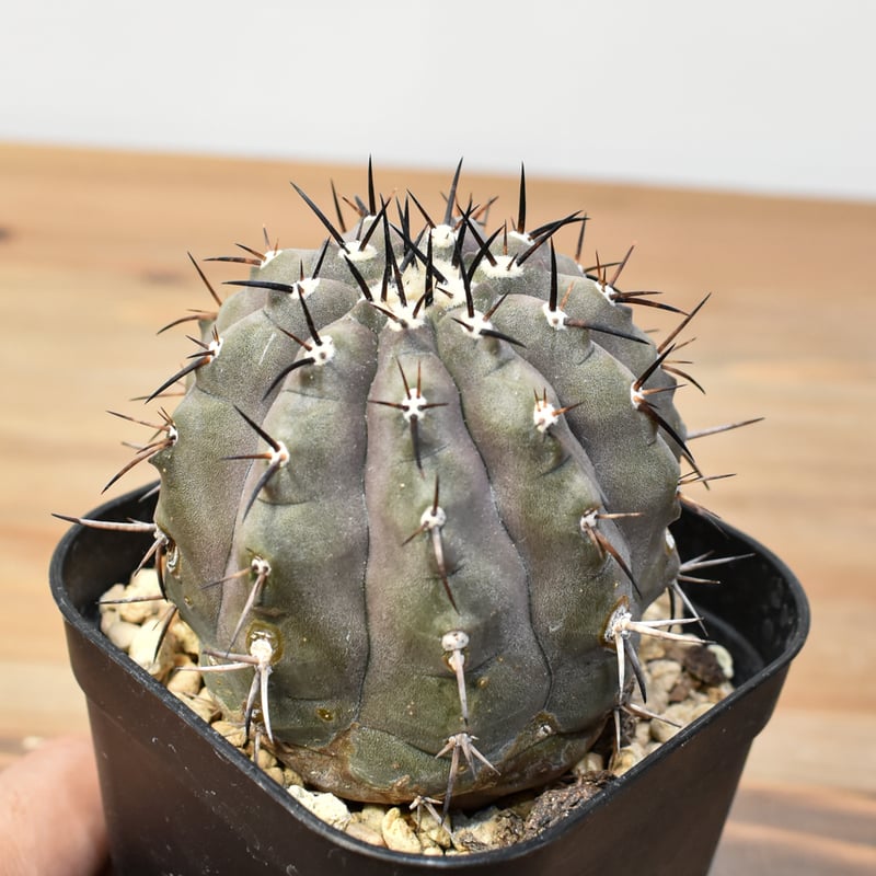 コピアポア シネレア 