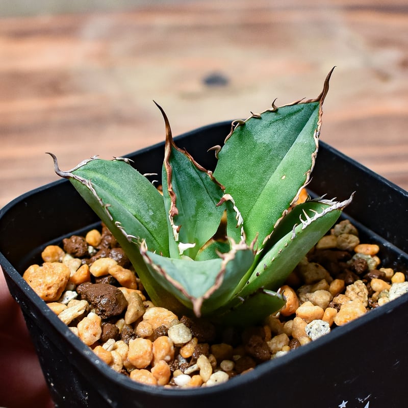 レア株】アガベ チタノタ 