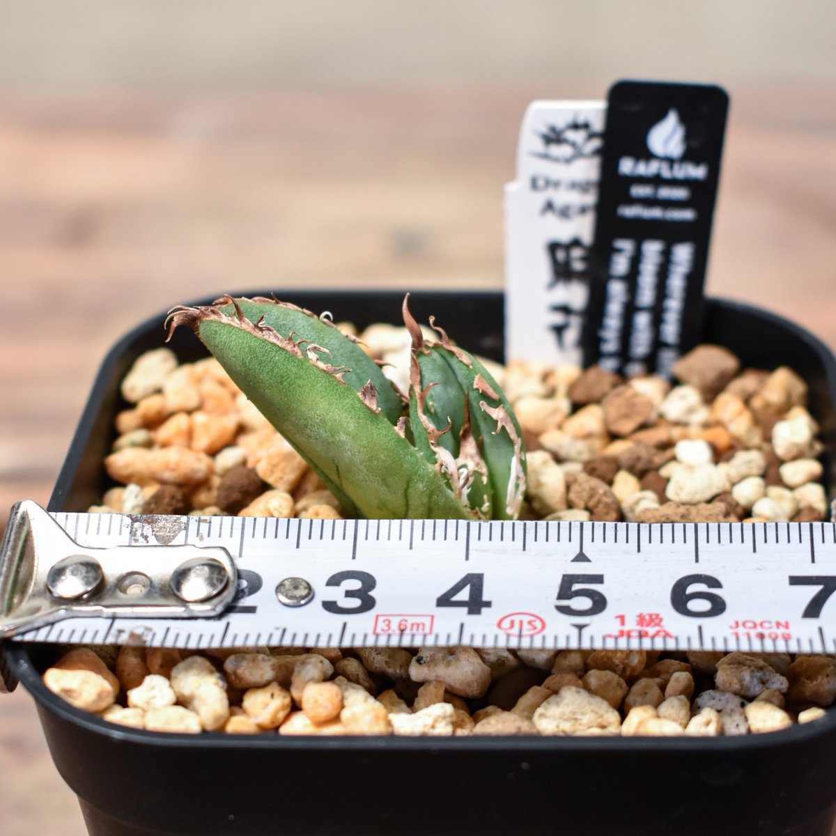 アガベ チタノタ 