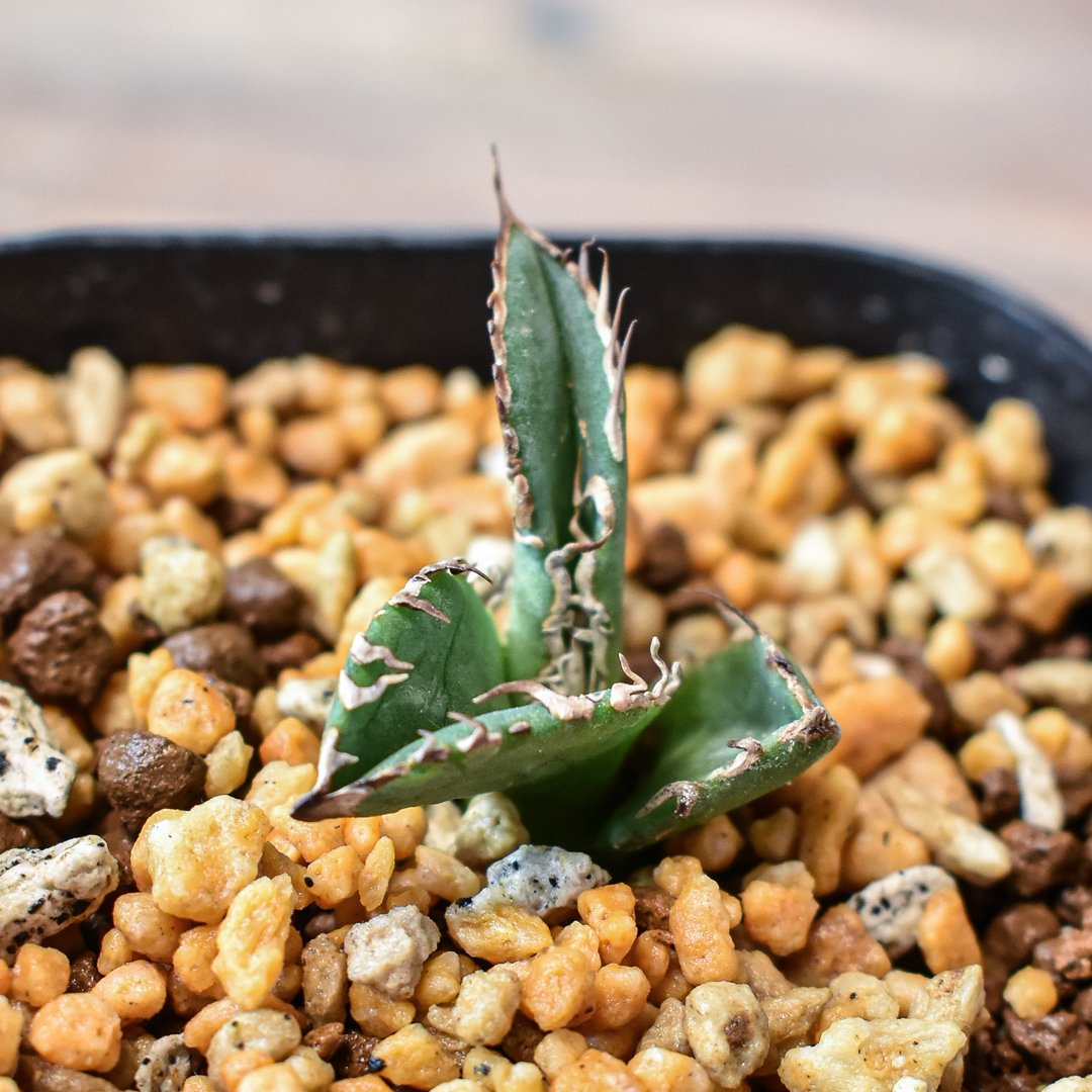 アガベ　穿山甲 子株 fit=scale-down,w=1200