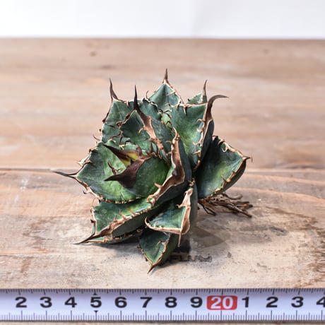 アガベ チタノタ "精品緑犀牛"   【台湾 dragon agave産/中株/抜き苗販売】A27