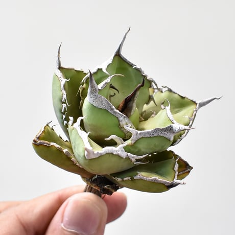 【goodtaniku】巨獣/蛮牛 管理株　鉢ごと発送 goodtaniku