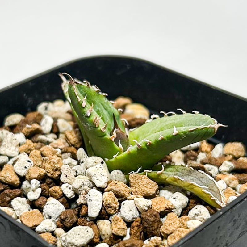 アガベ　白犀　中株　Berlin産　ベルリン アガベ 白犀 中株 Berlin産 ベルリン - メルカリ