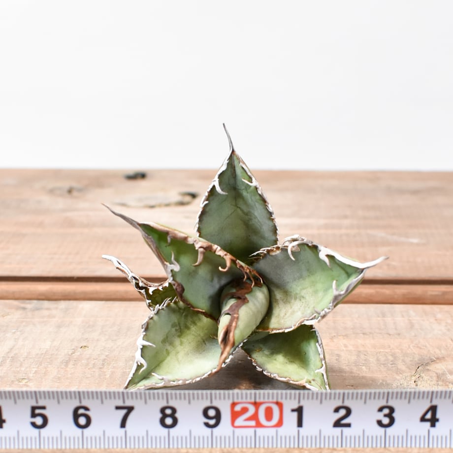 679e3f2945c8a95d21aaff90