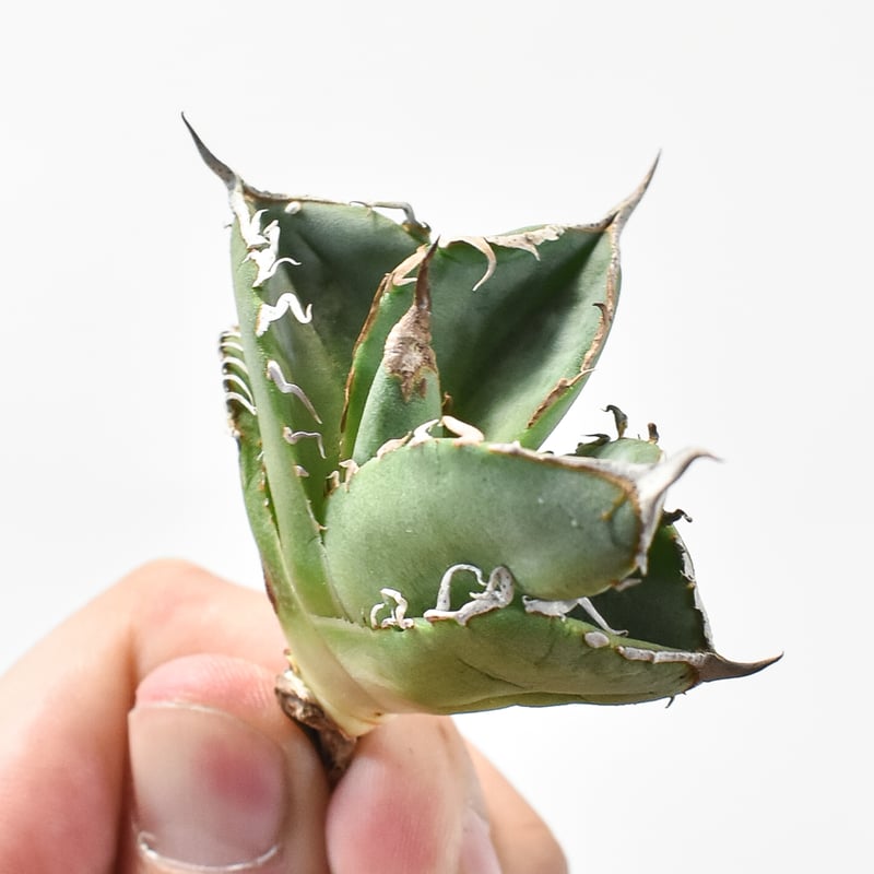 アガベ チタノタ DENNIS018 【台湾DENNIS産/抜き苗/子株】DN24028