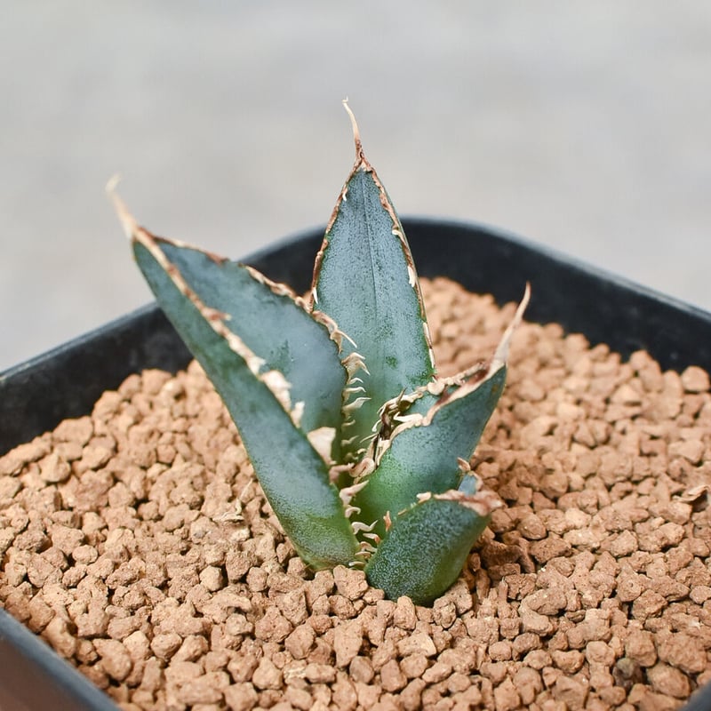 アガベ】チタノタ・旧来白鯨（子株）陽炎・ロングスピン・白棘が美しい