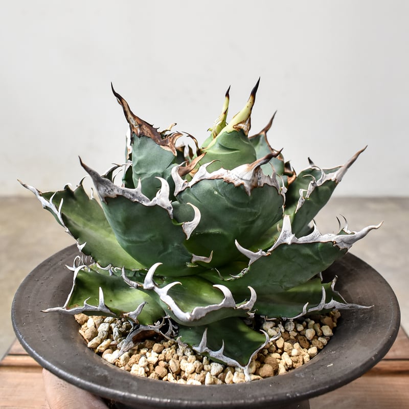 agave titanota cheater 猟豹 agave titanota cheater 猟豹 agave titanota cheater 猟豹