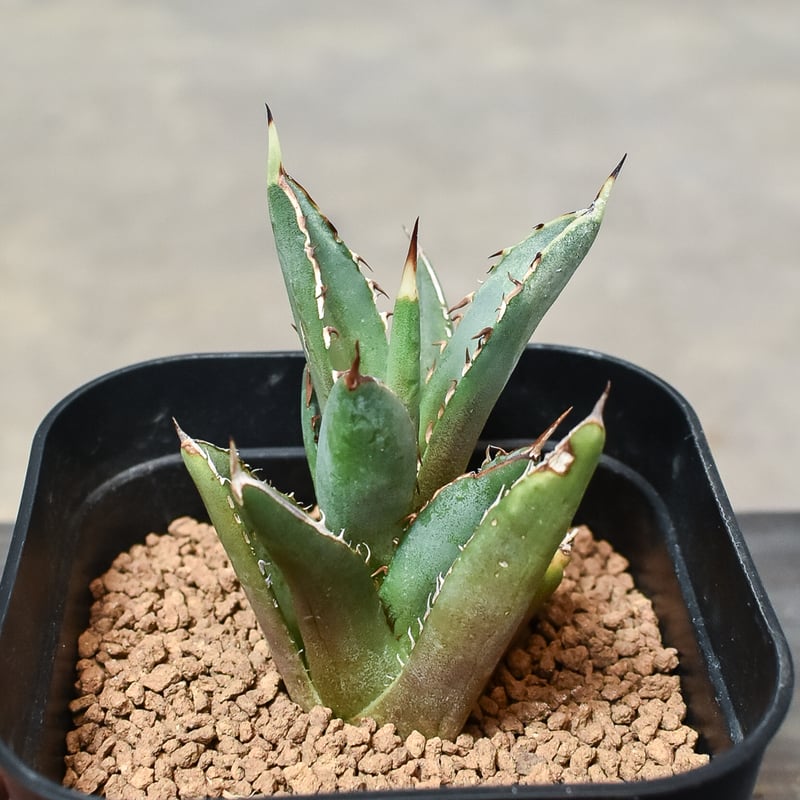 アガベ チタノタ 