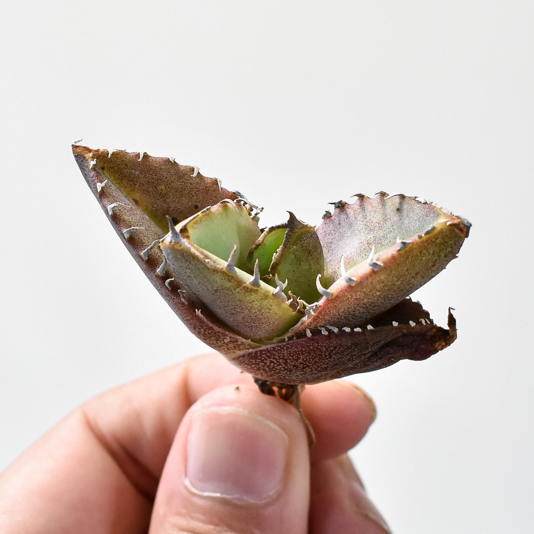 j*e様 ⑬ チタノタ クイーン 大株QUEENイラン産輸入株アガベ