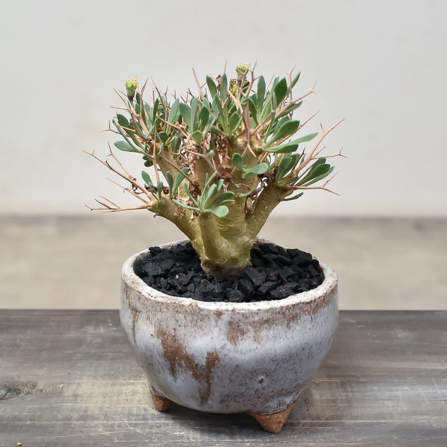 n*m様 オトンナ ユーフォルビオイデス 実生 ② オトンナ・ユーフォルビオイデス 2年半の成長記録 | すごいグリーン