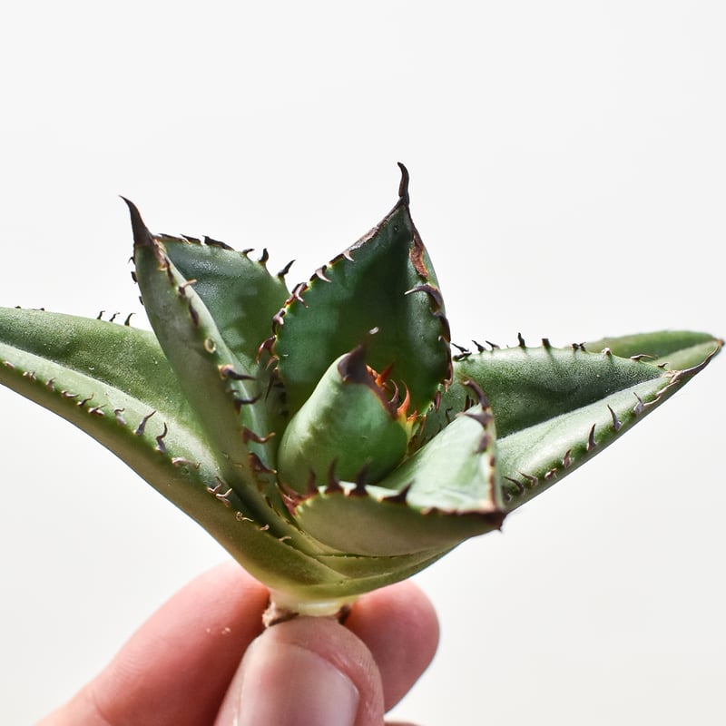 アガベ チタノタ 