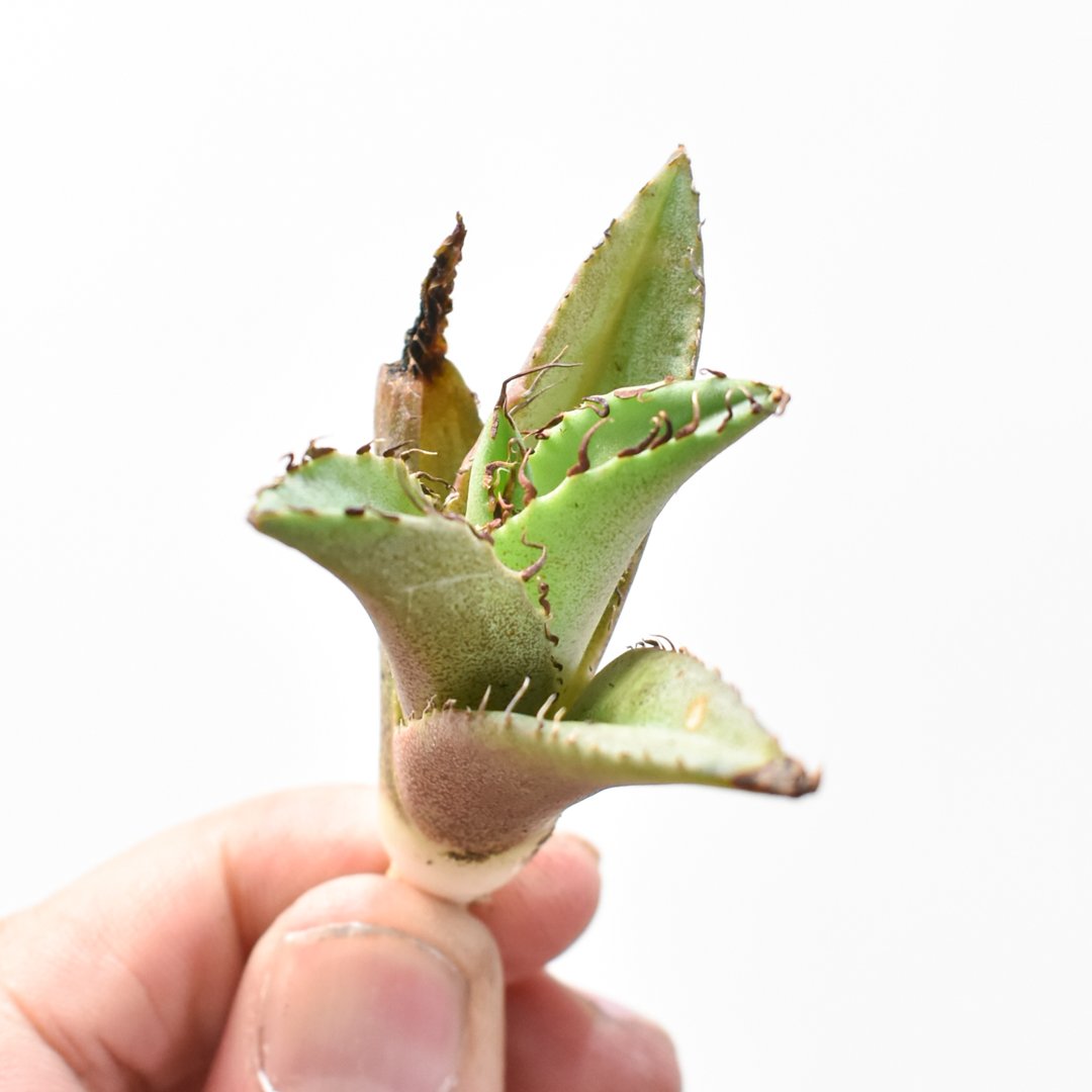 アガベ チタノタ 