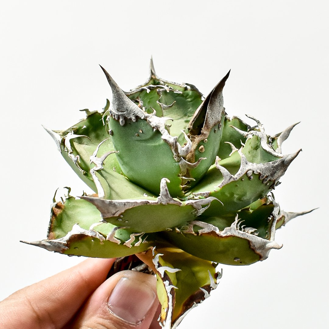 アガベ チタノタ CR-01 子株 【公式通販】