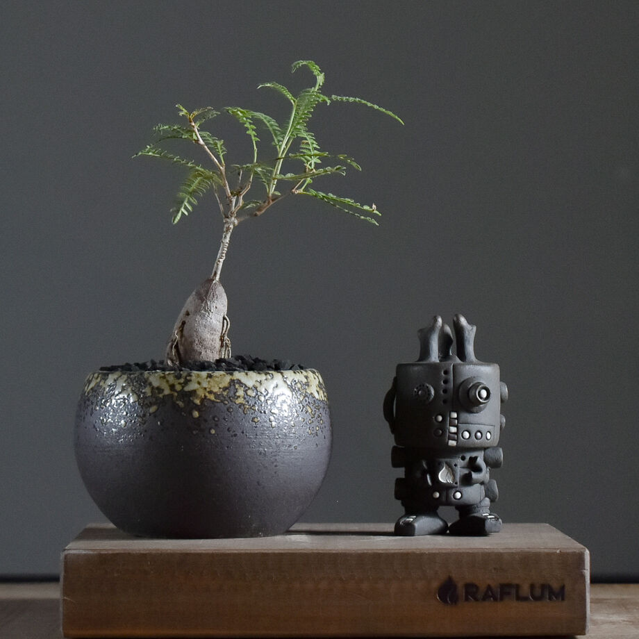サマーセール！ 極太 オペルクリカリア パキプス × ヒファエノイデス hyb CHUBBY PLANTS | Operculicarya hyphaenoides オペルクリカリア
