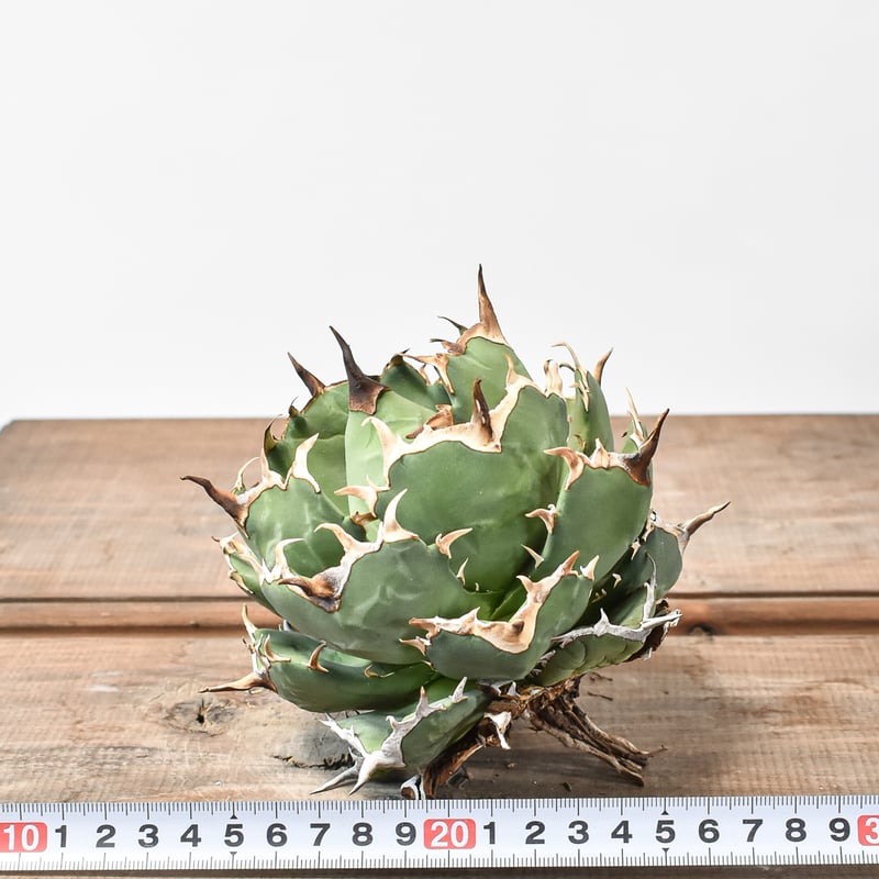 アガベ チタノタ フクロウ 猫頭鷹 海豹 fit=scale-down,w=1200