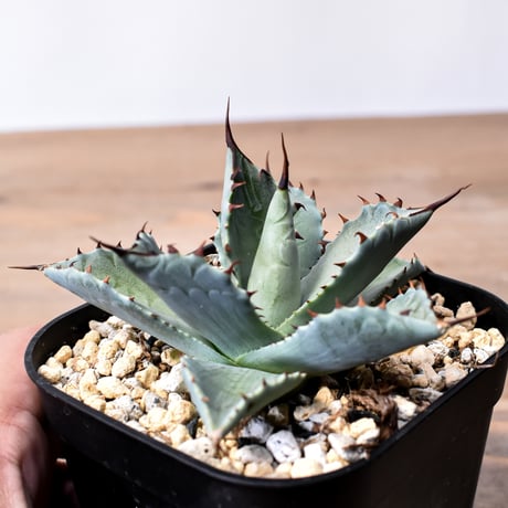 アガベ ハイブリット （パラサナ、イシスメンシス）× 曙光【台湾botanical_seeker産】C RF25011563