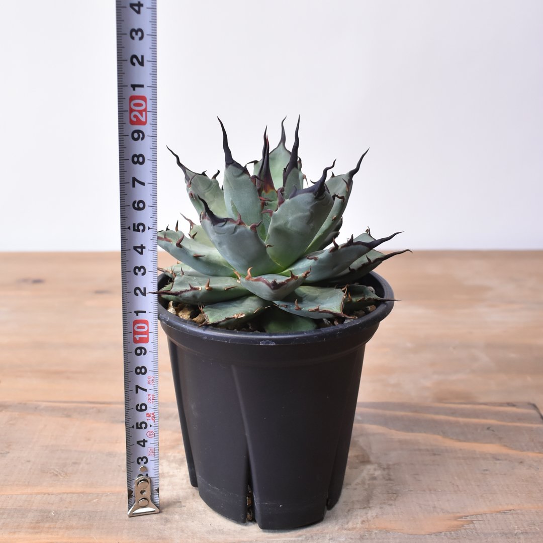 アガベ ハイブリット 象牙妖炎×黑帝斯 / エボリスピナ×ハデス 