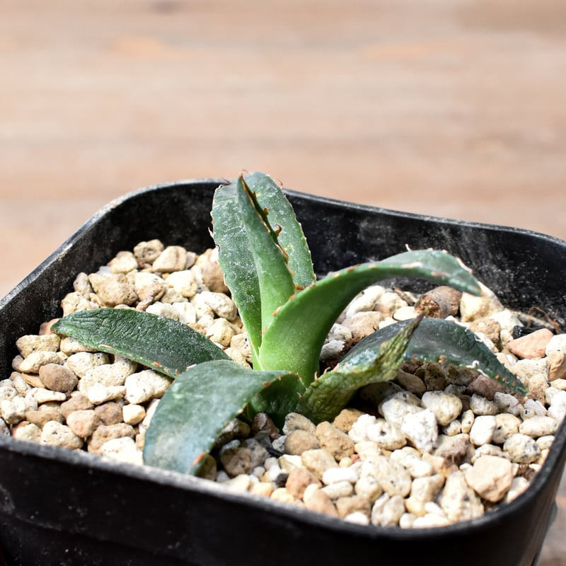 ② ジェレミー産 Hidden Agave アガベ エボリスピナ×ペローナUS株 ジェレミー産 Hidden Agave アガベ エボリスピナ×BB ハイブリッド US株