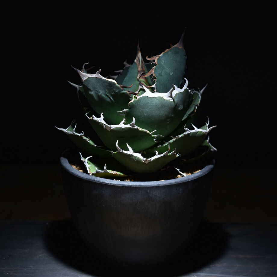 アガベ　オテロイ　実生　スーパーもじゃもじゃ Sランク　完成品 アガベ オテロイ 実生 スーパーもじゃもじゃ Sランク 完成品&ジャガー