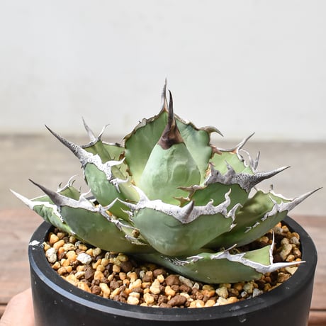 アガベ チタノタ 巨獣 【台湾 dragon agave産/発根済み/中株】DG2401190(T)