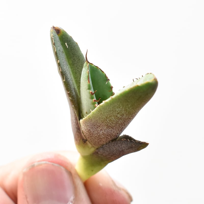 アガベ チタノタ 