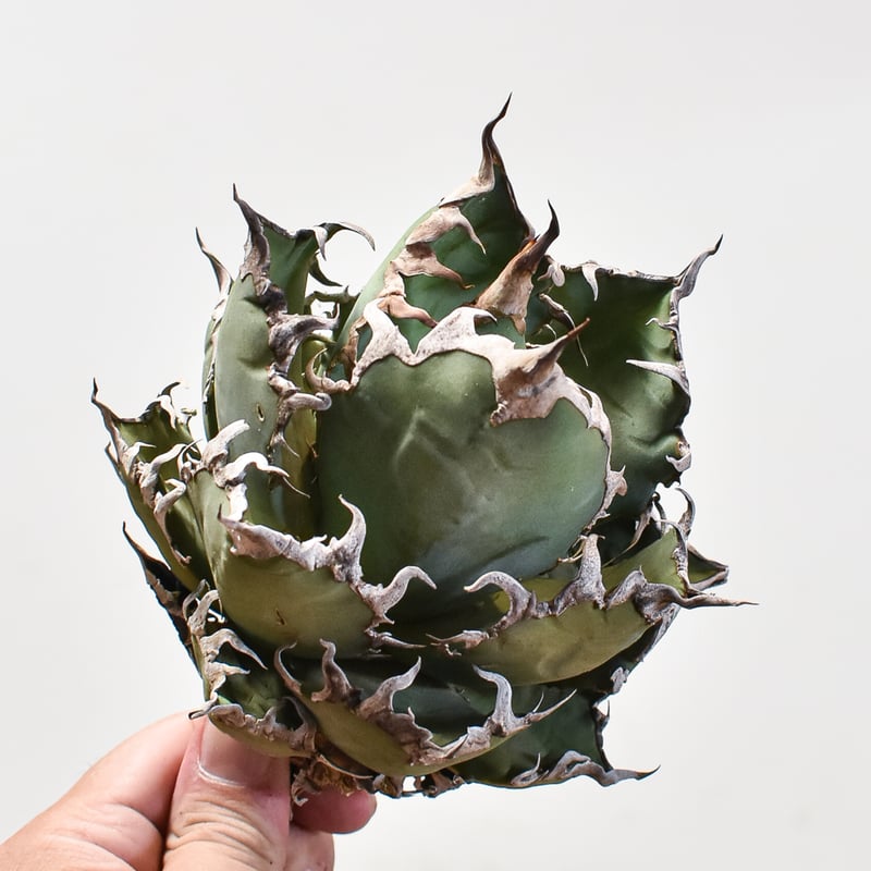 アガベ チタノタ シーザー / 凱撒 【台湾 dragon agave産/大株