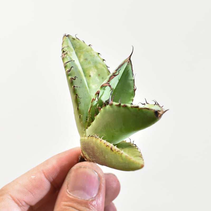 945【上澳園芸】アガベ チタノタshangao 車手（レーサー） LED管理株 945【上澳園芸】アガベ チタノタshangao 車手（レーサー） LED管理株