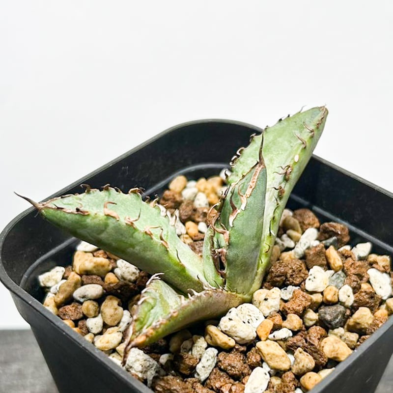 アガベ チタノタ 歐若拉 / 