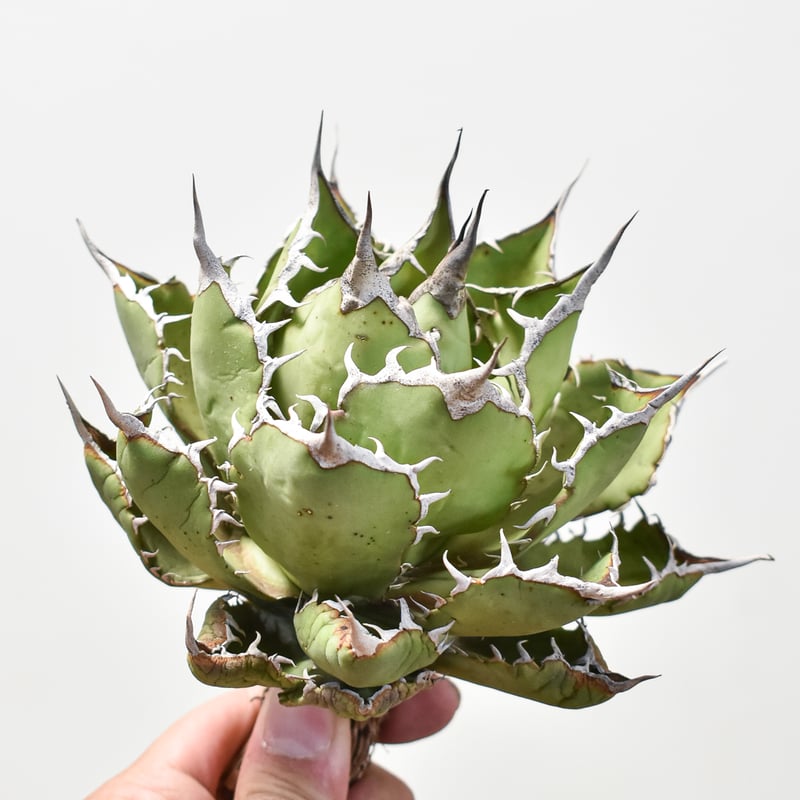 レア★台湾産★アガベ　チタノタ　魔花　冰雹ぶつぶつ　ドラゴンアガベ　魔花龍 ☆台湾産☆アガベ チタノタ 魔花龍 子株 冰雹 ぶつぶつ ドラゴン