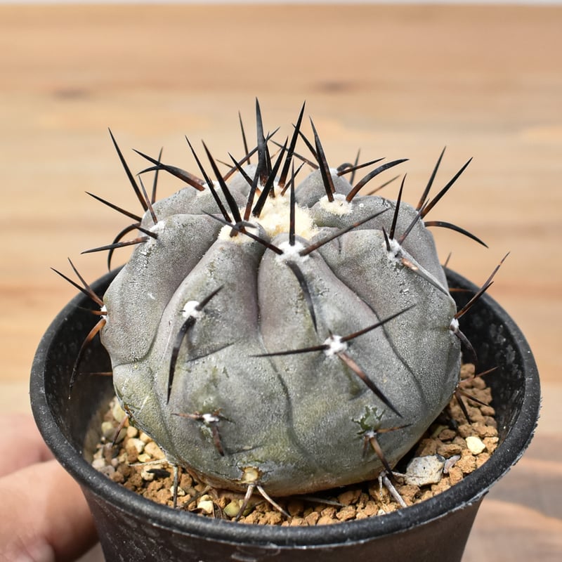 コピアポア シネレア 