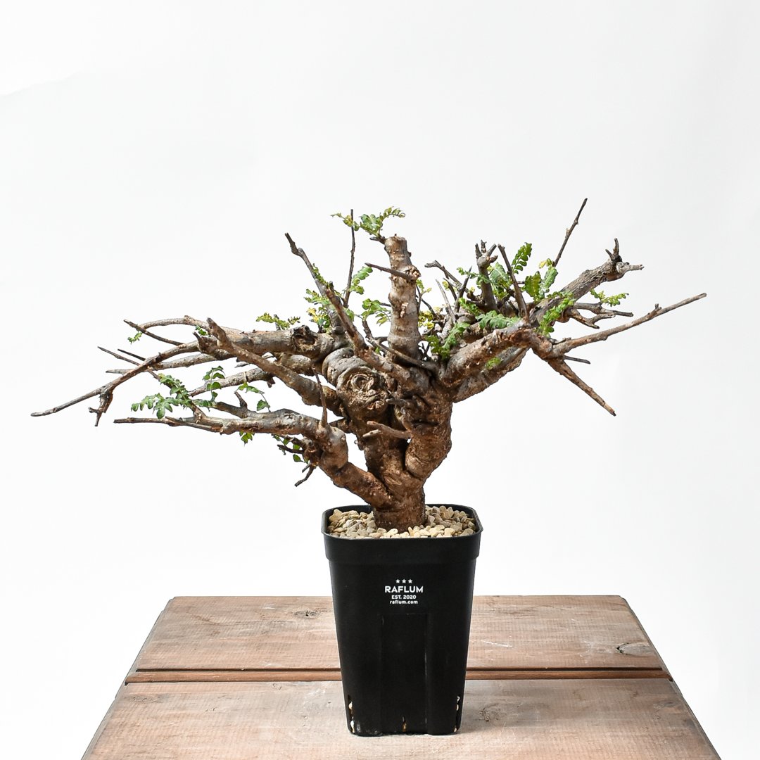 ボスウェリアネグレグタ現地株盆栽風