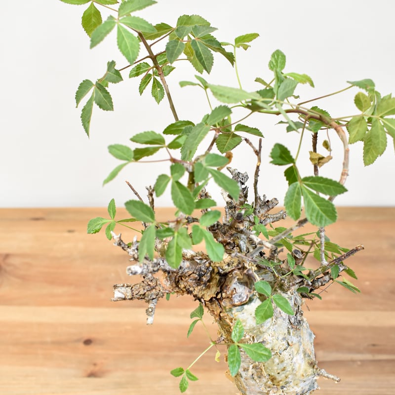 コミフォラ　ホルトジアナ　N/oh 鉢付き コミフォラ ホルトジアナ N/oh 鉢付き コミフォラ ホルトジアナ N/oh