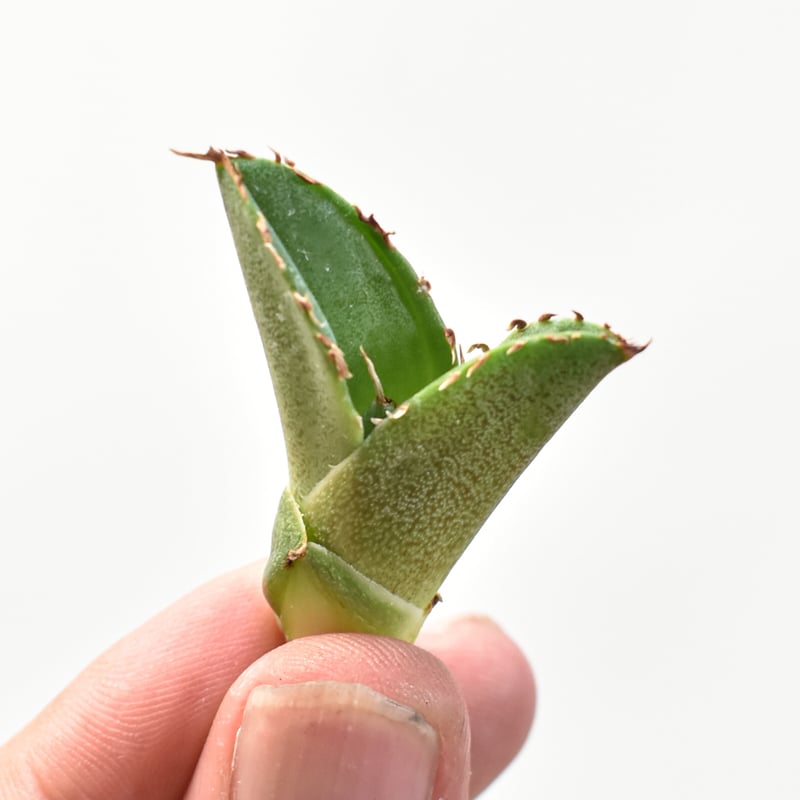 ドラゴンアガベ　実生選抜 6月1日(土)20:00~】台湾dragon agaveが育成しナンバリングした