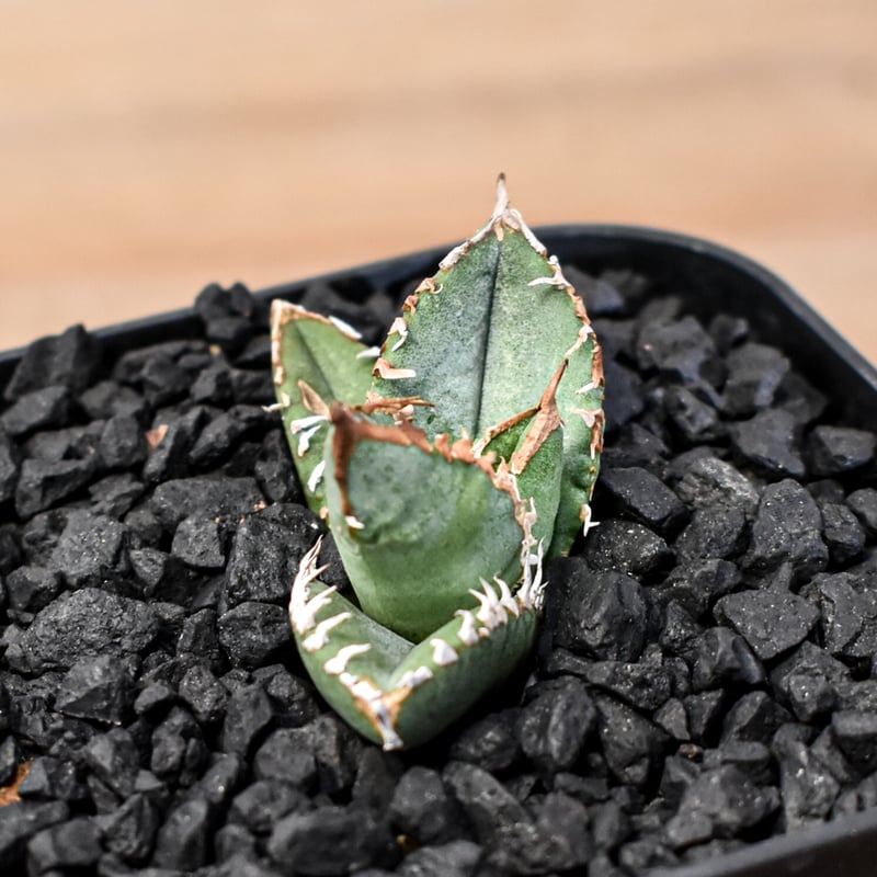 アガベ オテロイ　shihao 星空 アガベ チタノタ Shi-hao 