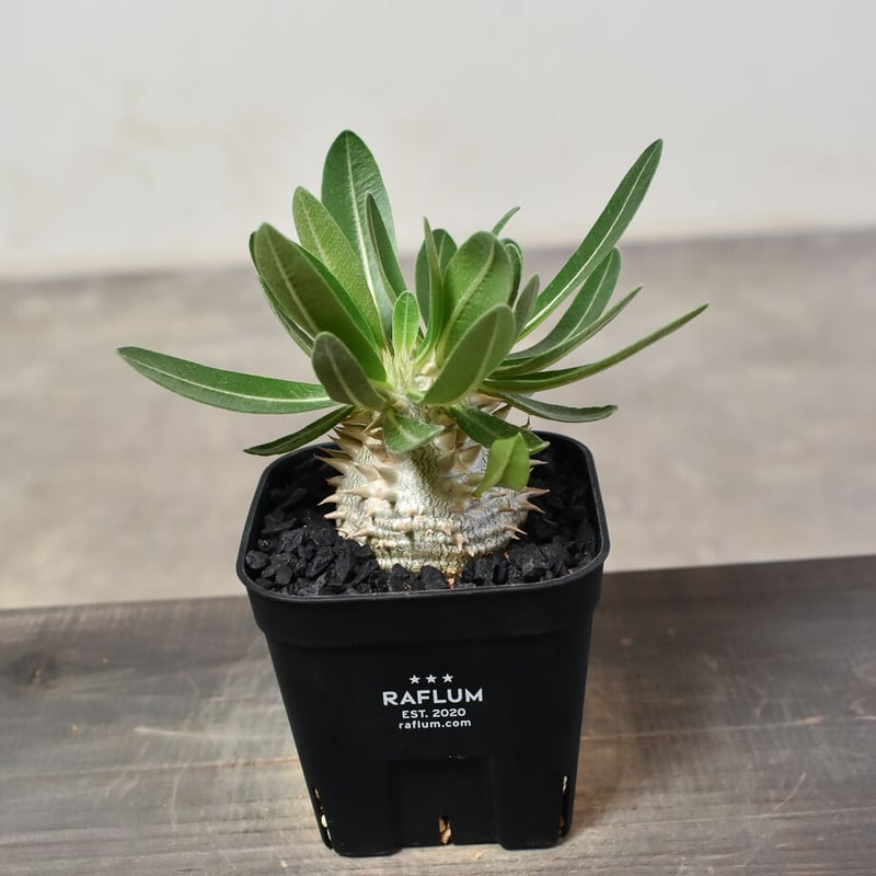 パキポディウム・デンシカウレ 