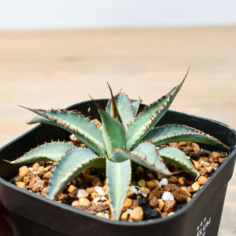 アガベ ハイブリット 