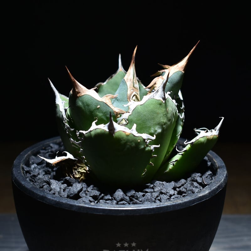 専用　冰雹　ブツブツ　内棘　裏棘　発根済み　8 アガベ チタノタ フレイム 