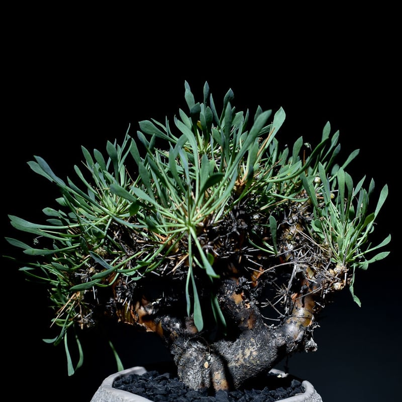 オトンナ ユーフォルビオイデス 