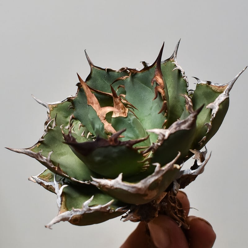 FO76 Truman アガベ FO76 Truman アガベ FO76 Truman アガベ