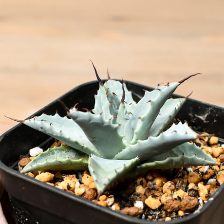 アガベ　ハイブリッド　象牙妖炎×楊貴妃　 プレステラ90 ① 妖帝