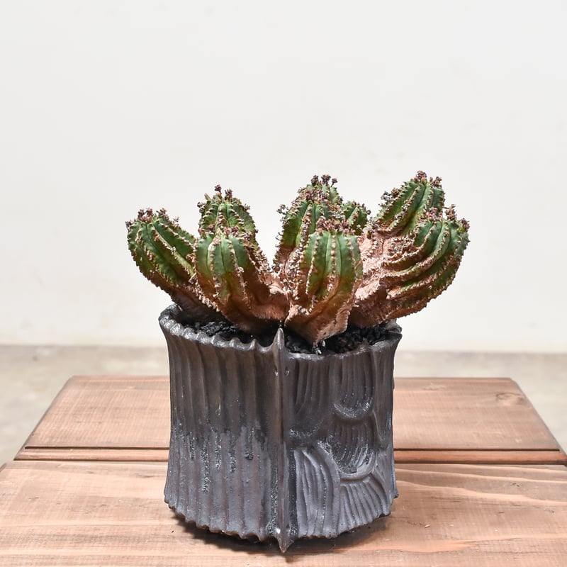 現地球 発根済 ユーフォルビアホリダ 木質化 子株付き usagi鉢付き 現地球 発根済 ユーフォルビアホリダ 木質化 子株付き usagi鉢付き