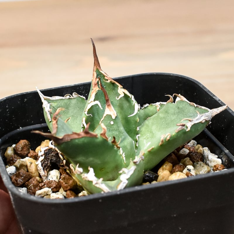 アガベ レア 台湾の星 フォルモサ スター 発根済み