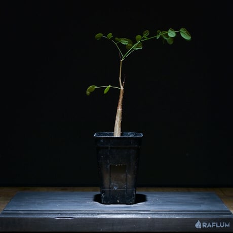 デロニクス プミラ（実生）RF22753