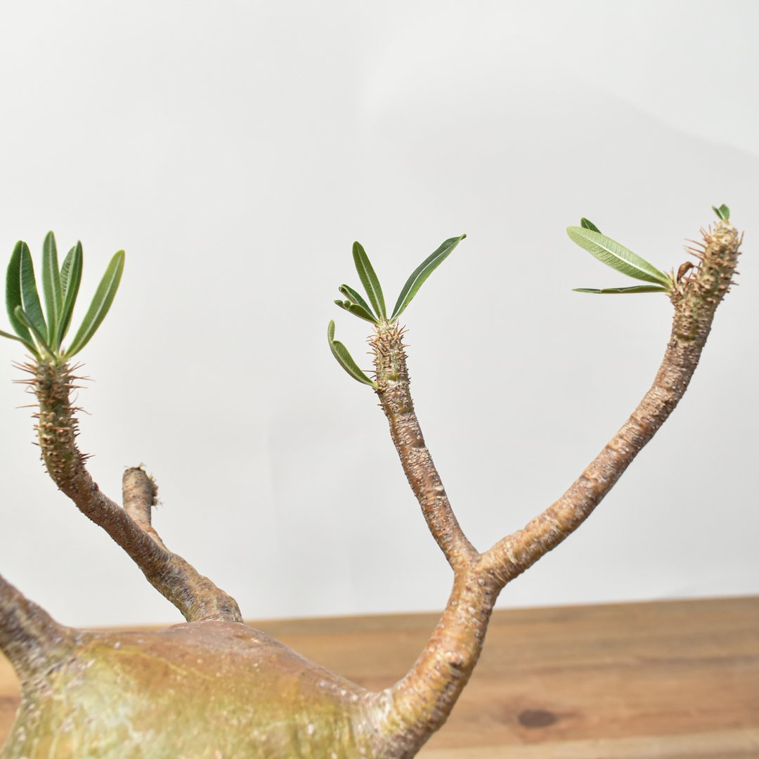 パキポディウム　グラキリス　発根済み　⭐︎安心鉢ごと発送⭐︎ fit=scale-down,w=1200