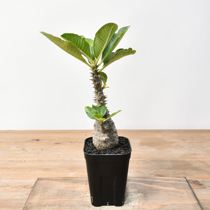 パキポディウム ウィンゾリー パキポディウム・ウィンゾリー、バロニー